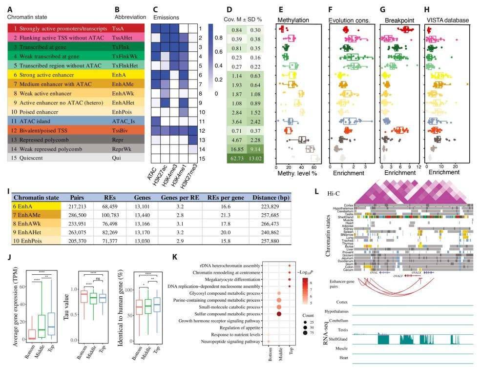 Discovery and characterization of chromatin states and enhancer-gene interactions in chicken.